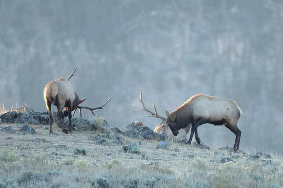 Elk Bull Antler Display C7I7454