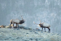 Elk Bull Dueling C7I7459