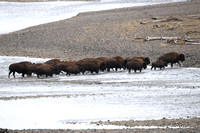 Bison Crossing C7I7829