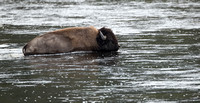 Bison Water Crossing C7I6619