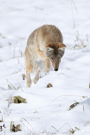 Coyote Airtime C7I6540