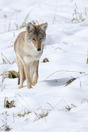 Coyote Hunting C7I6537