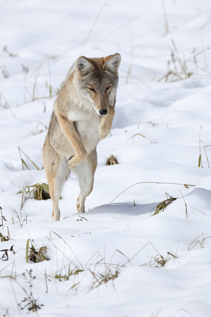 Coyote Liftoff C7I6538