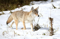 Coyote on the Move C7I6574