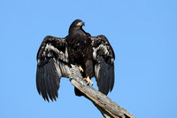 Eagle Eaglet C7I4969