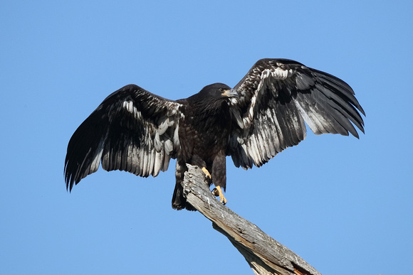 Eagle Eaglet First Flight C7I4958