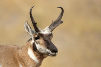 Pronghorn Buck C7I6161