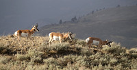 Pronghorn Bucks E4I8422