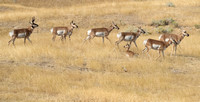 Pronghorns E4I7990