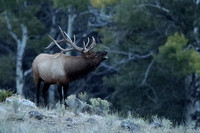 Elk Bull Bugling 2nd C7I6645