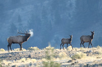 Elk Bull Cows On Ridge C7I7157