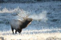 Elk Bull Frosty Bugle C7I7078
