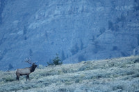 Elk Bull On Ridge C7I6959