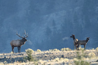 Elk Bull Cows on Ridge C7I7155