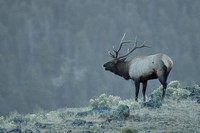 Elk Bull on Ridge C7I7414