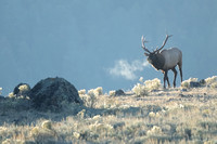 Elk Bull on Ridge C7I7562