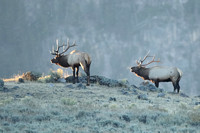 Elk Bulls on Ridge C7I7467