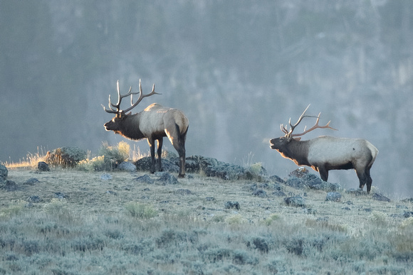 Elk Bulls on Ridge C7I7467