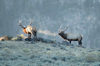 Elk Bulls on Ridge C7I7473