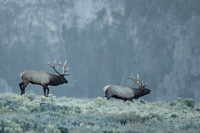 Elk Bulls on Ridge C7I7484