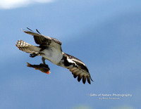 Osprey with Fish _ #8651