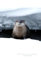 Otter in Water - #L6A4313