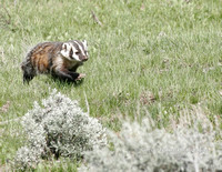 Badger Walking - #2871