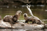 Otters on Log - #3883