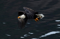 Eagle Flight with Fish C7I1295