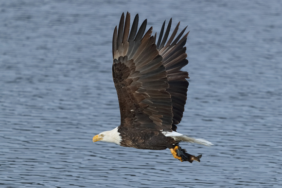 Eagle Going Away C7I0992