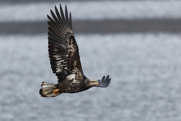 Eagle Immature Flight C7I1145