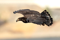 Eagle Immature in Flight C7I1741