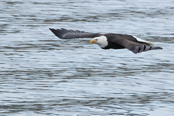 Eagle Low Flight C7I0644