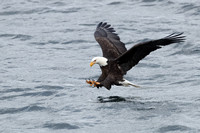 Eagle Ready for the Catch C7I1624