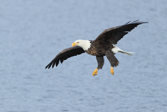 Eagle Coming In C7I0981