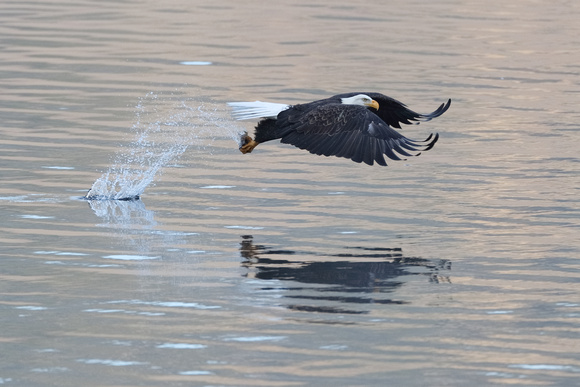 Eagle Fish Catch C7I0254