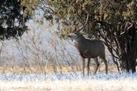 Mule Deer Buck E4I0052