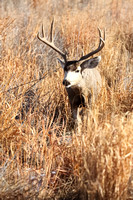 Mule Deer Buck E4I0124