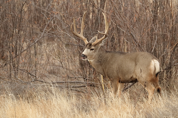 Mule Deer Buck E4I0344