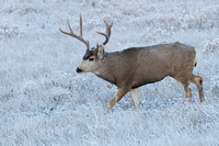 Mule Deer Buck E4I9973