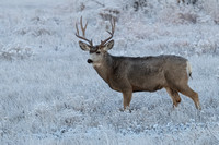Mule Deer Buck E4I9983