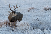 Mule Deer Buck E4I9996