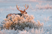 Mule Deer Buck Early Light E4I0010