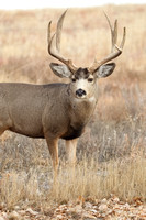 Mule Deer BuckE4I0332