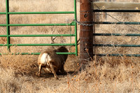 Mule Deer Fence Crawler  E4I0391