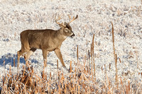 Whitetail Buck E4I0038