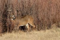 Whitetail Buck E4I0212