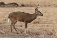 Whitetail Buck E4I0288