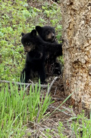 Black Bear COY 7I0653