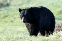 Black Bear Boar C7I0227
